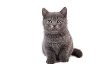 Kitten British blue on white background. Cat sitting. Two months.