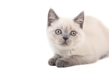 Kitten British point on white background. Cat lying. Two months.