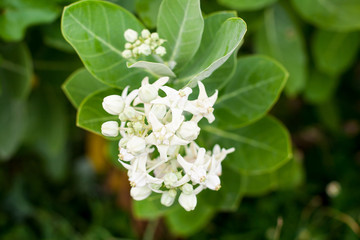 white crown flower in the garden : Calotropis gigantea
