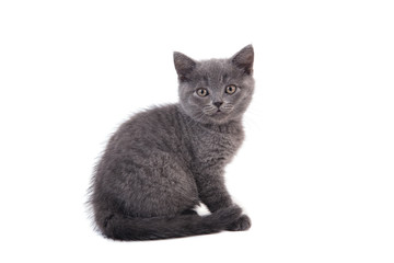 Small blue British kitten on white background. Cat sitting.