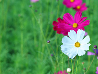 Fototapeta premium Cosmos flowers