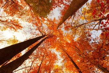 Photo sur Plexiglas Arbres Autumn in the Forest