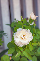 Beautifu rose flower