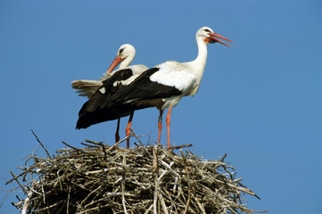 Cigogne blanche, adulte, nid, Ciconia ciconia