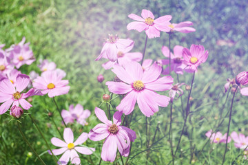 beautiful garden flowers, summer flower for background
