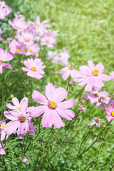 beautiful garden flowers, summer flower for background