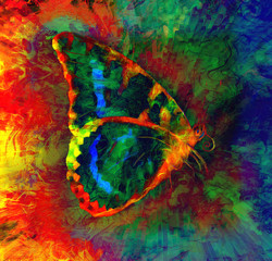  illustration of a  color butterfly, mixed medium, abstract colo