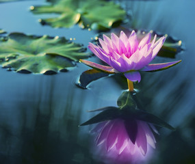 Pink lotus