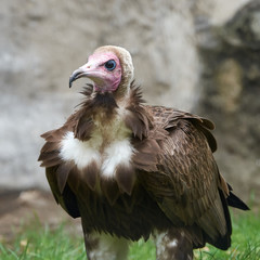 Hooded vulture (Necrosyrtes monachus)