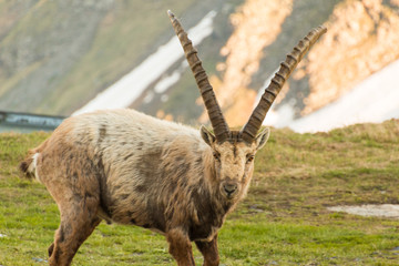 Alpensteinbock
