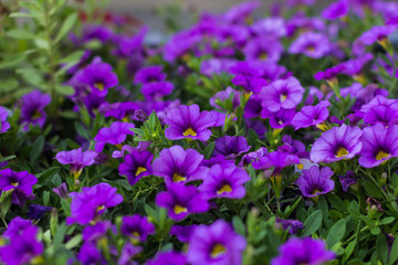 Fototapeta premium Calibrachoa