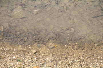 Photo little fish on bottom of river