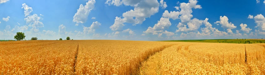 Photo sur Plexiglas Le salon Panorama du champ de blé