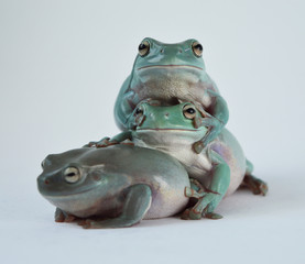 Happy frog
