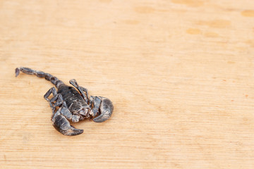 Emporer Scorpion (Pandinus imperator)