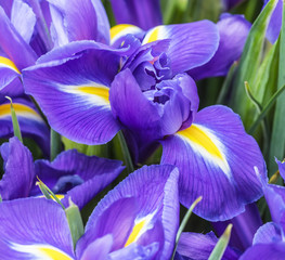 The big beautiful bouquet irises, background