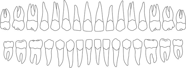 Fototapeta premium the contours of the teeth