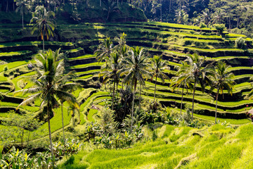 Fototapeta premium Beautiful green terrace paddy fields on Bali, Indonesia.
