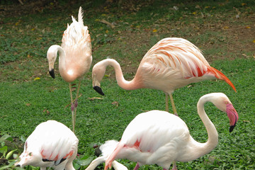 Beautiful flamingo birds