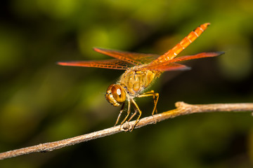 The dragonfly