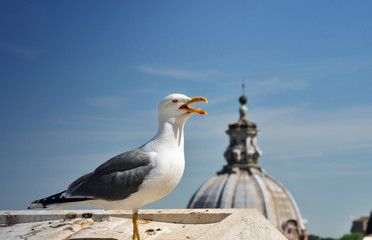 Sea gull on the roof in Rome - Italy