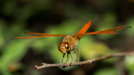 The dragonfly