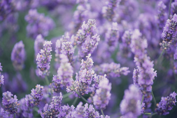 Fototapeta premium blossoming lavender in the field in summer