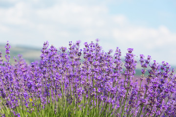 Veld met de bloeiende lavendel in de zonnige zomerdag