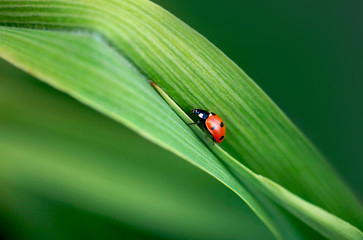 Fototapeta premium ladybug