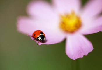 Fototapeta premium ladybug