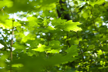Fototapeta na wymiar Bright green maple leaves in a forest in the sun