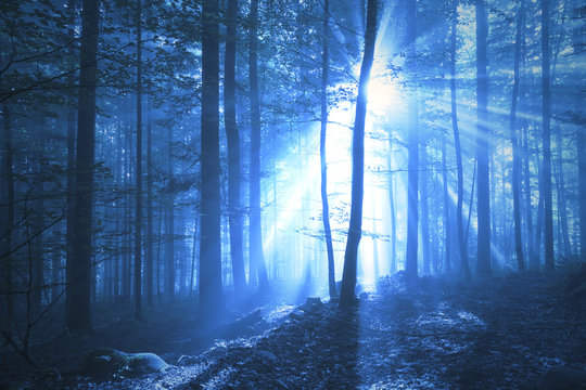Fototapeta Fantasy blue colored foggy forest with dreamy sunbeams through the trees. Blue color filter used. Picture was taken in south east Slovenia, Europe.