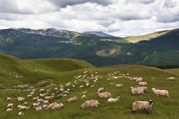 Fototapeta na wymiar flock of sheep