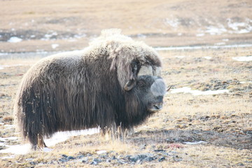 Самец овцебык