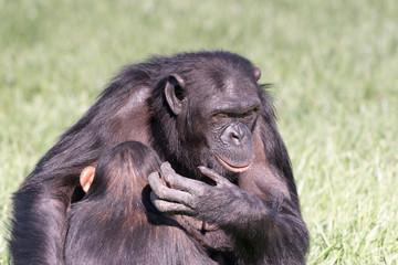 The chimpanzee love between mother and child.