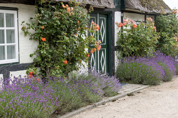 Fototapeta na wymiar Thatched House / old half-timbered house with thatched roof, roses and lavender