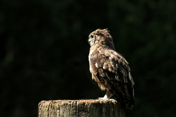 hibou