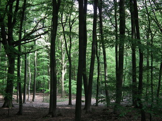 Obraz premium Waldlichtung