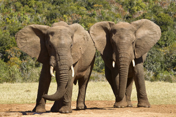 Obraz premium Elephants playing