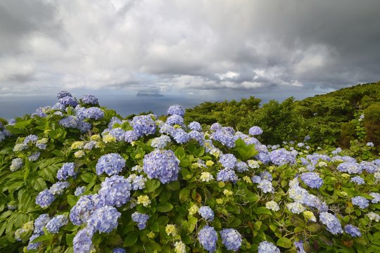 Hydrangea macrophylla and Corvo island in the background, Flores island, Azores, Portugal, Europe