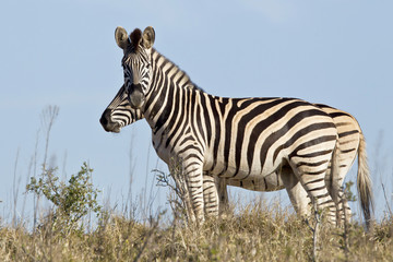 Two zebra