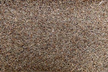 cumin seed spices