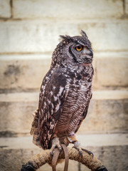 Buho