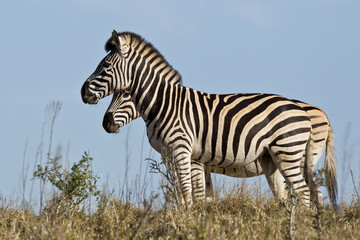 Fototapeta na wymiar Zebra looking straight ahead