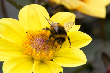 Bumble Bee on Yellow Flower