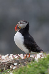 Atlantic Puffin (Alca Arctica)/Puffin amongst the ground cover of The Wick on Skomer Island