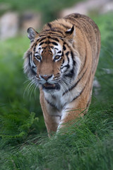 Siberian Tiger (Panthera Tigris Altaica)/Siberian Tiger stalking through long grass
