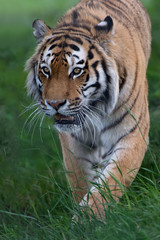 Fototapeta premium Siberian Tiger (Panthera Tigris Altaica)/Siberian Tiger stalking through long grass