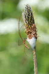 Long Jawed Spider (Tetragnatha Extensa)/Long-Jawed Orb Weaver Spider