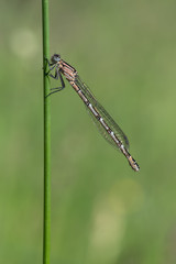 Common Blue Damselfly (Enallagma Cyathigerum)/Common Blue Damselfly on Green Stalk